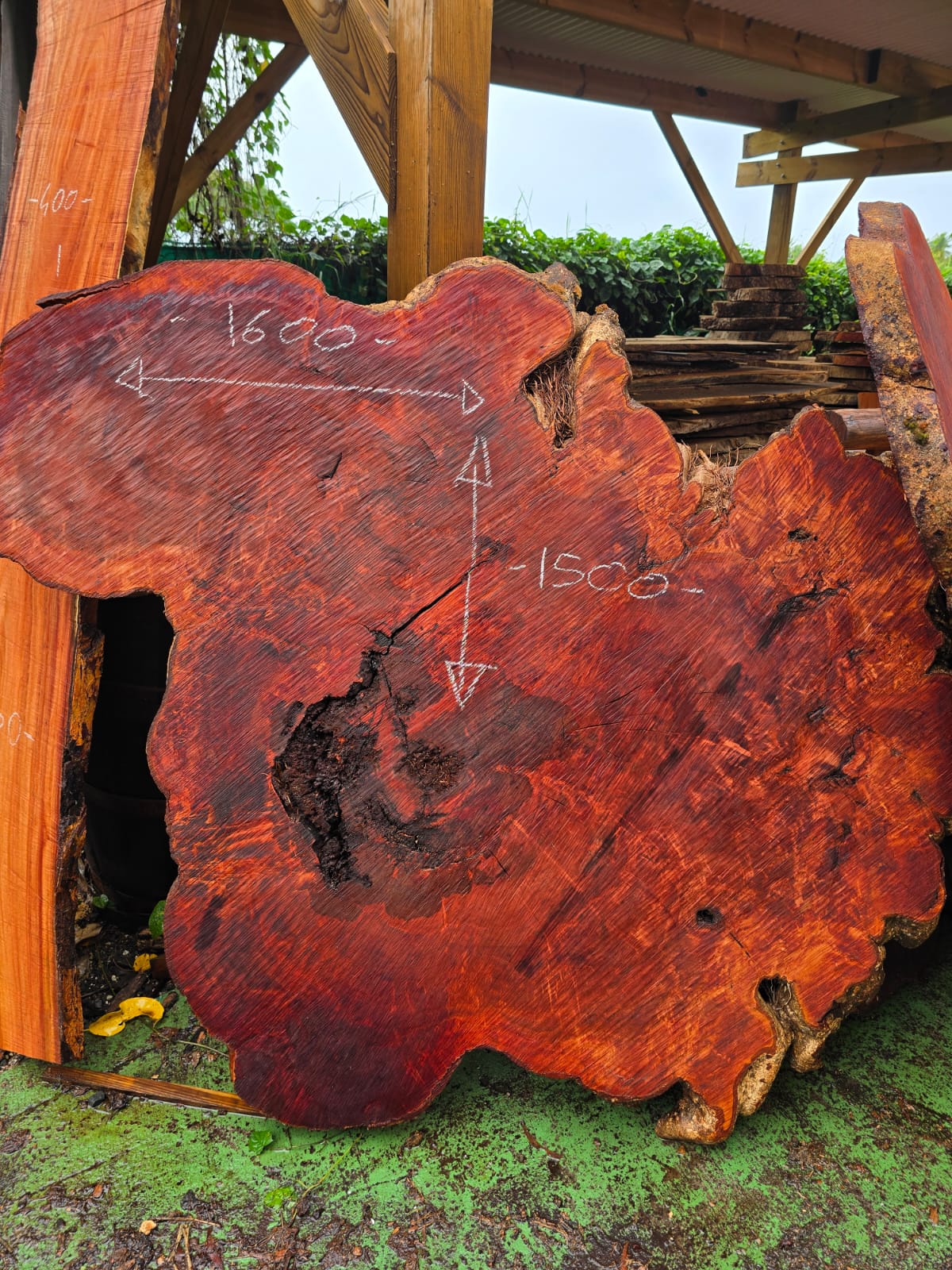 Litchi centenaire, Guadeloupe Litchi centenaire, Guadeloupe