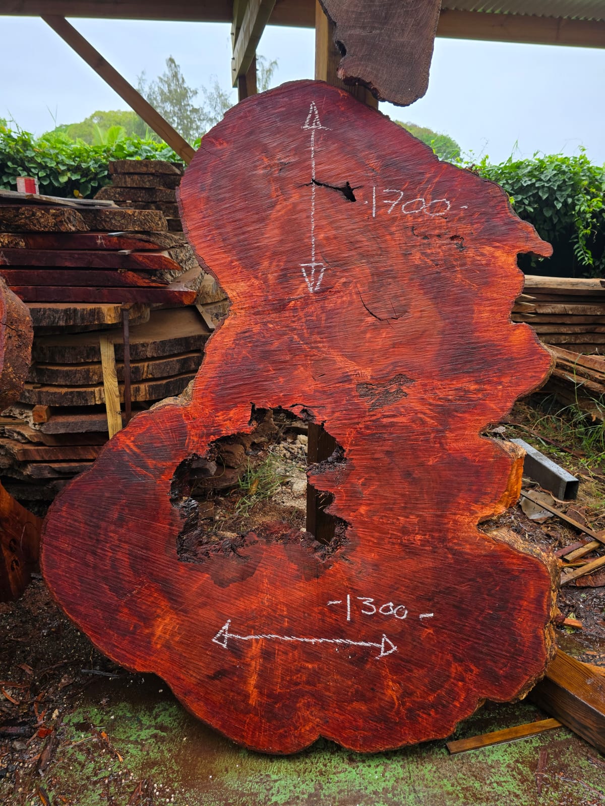 Litchi centenaire, Guadeloupe Litchi centenaire, Guadeloupe