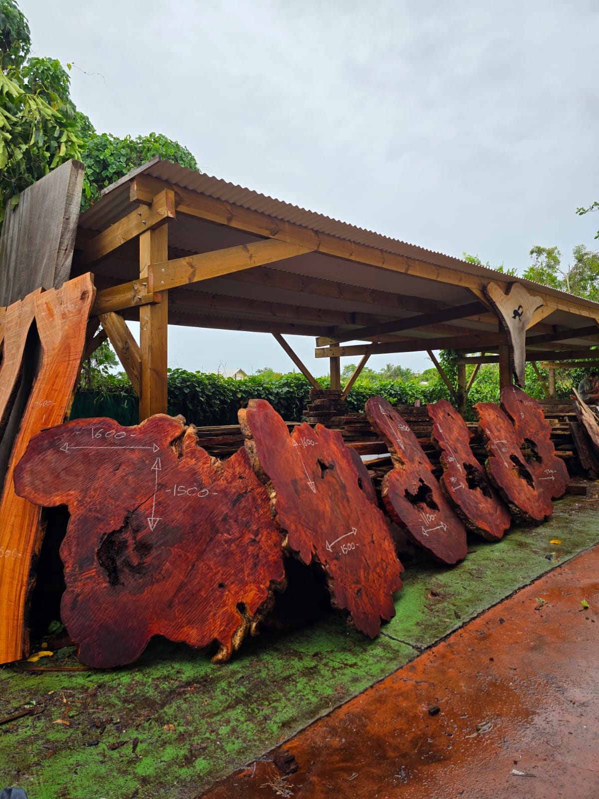 Litchi centenaire, Guadeloupe Litchi centenaire, Guadeloupe