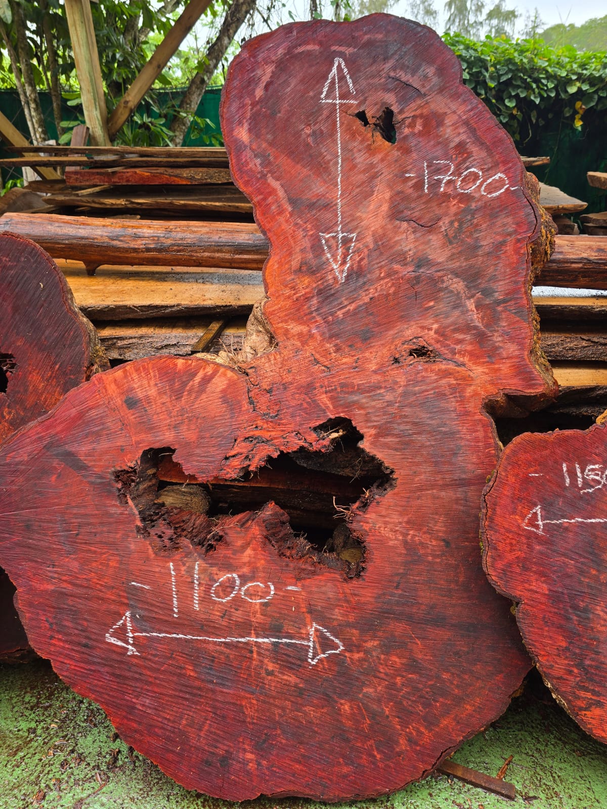 Litchi centenaire, Guadeloupe Litchi centenaire, Guadeloupe