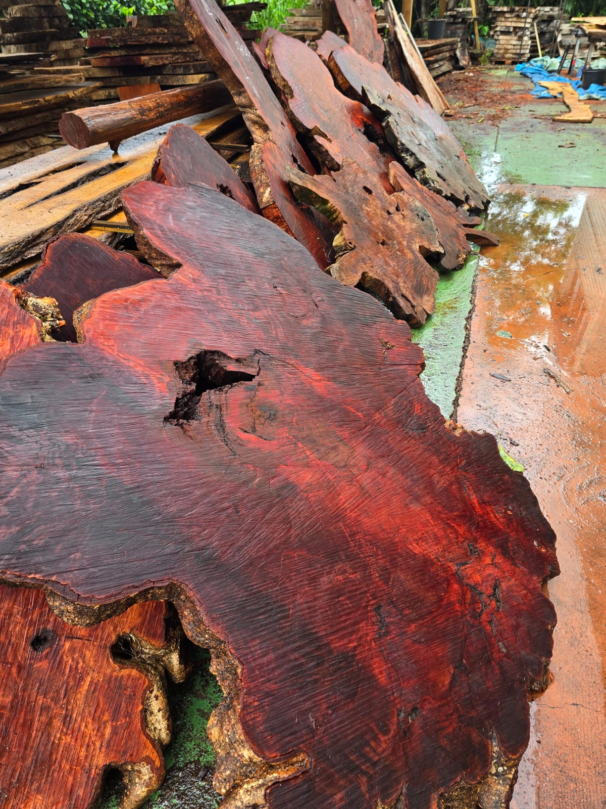 Litchi centenaire, Guadeloupe Litchi centenaire, Guadeloupe