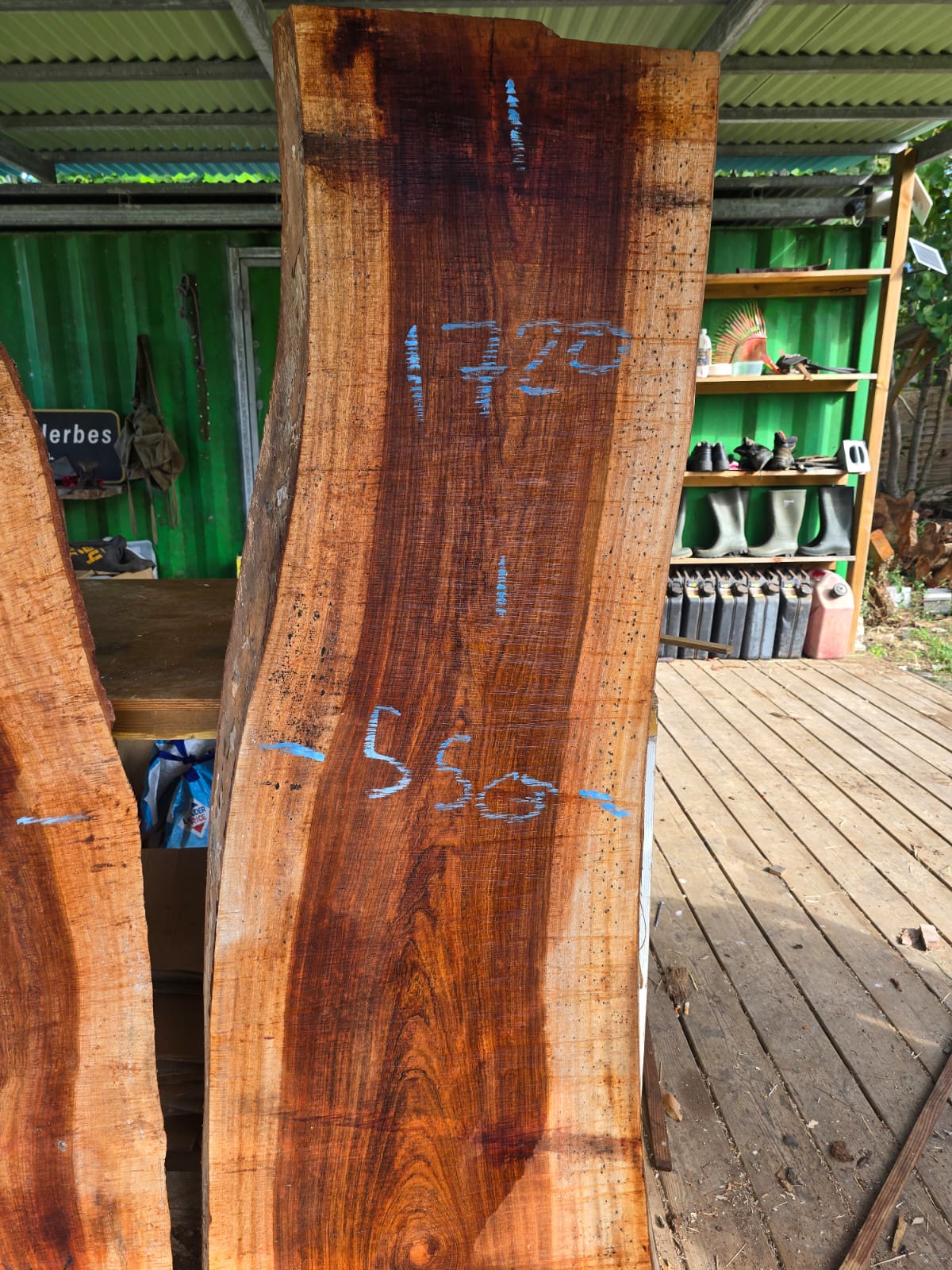 Courbaril- Guadeloupe Courbaril- Guadeloupe