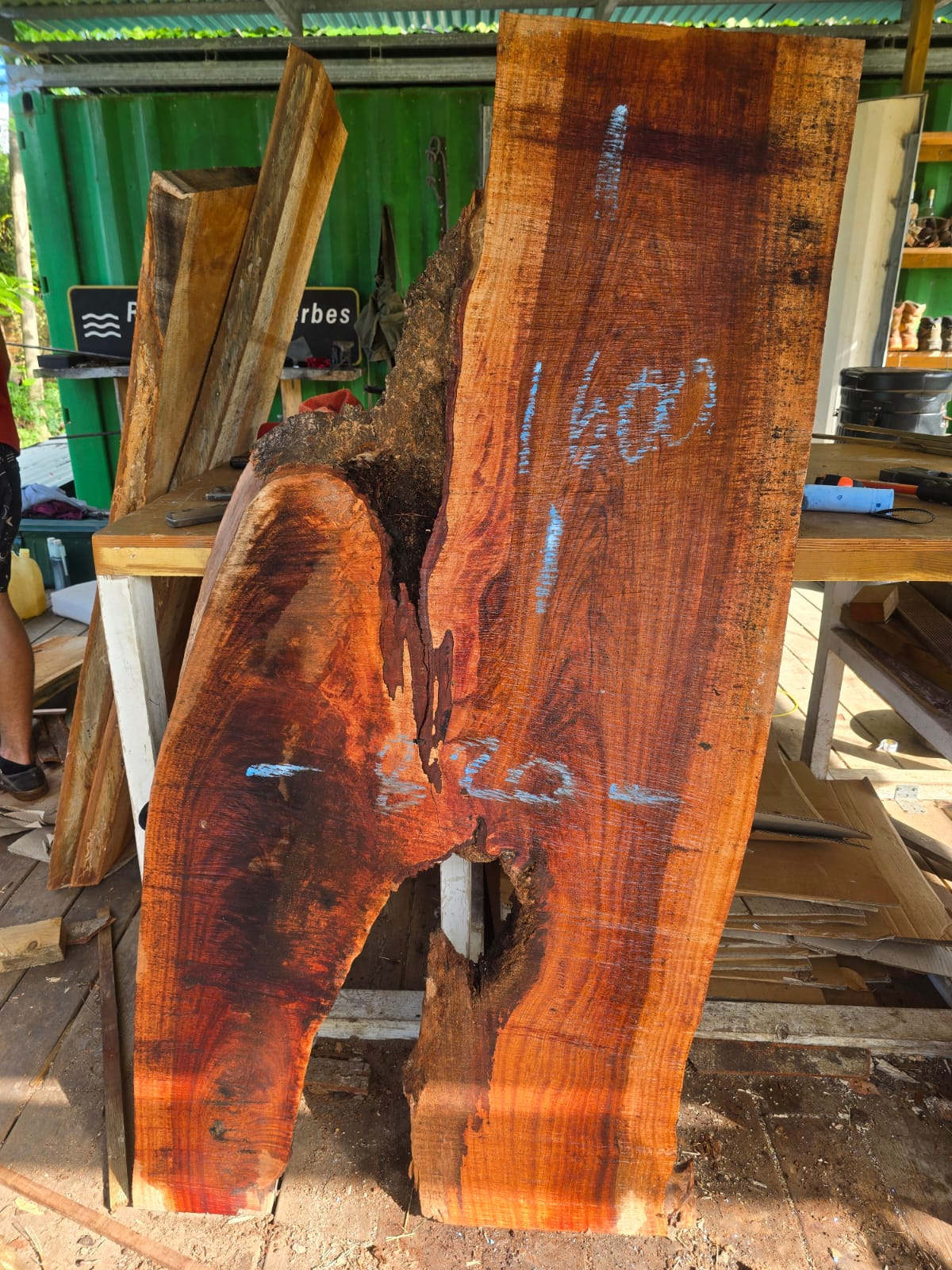 Courbaril- Guadeloupe Courbaril- Guadeloupe