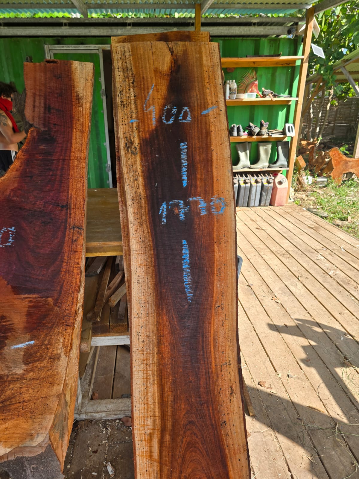 Courbaril- Guadeloupe Courbaril- Guadeloupe