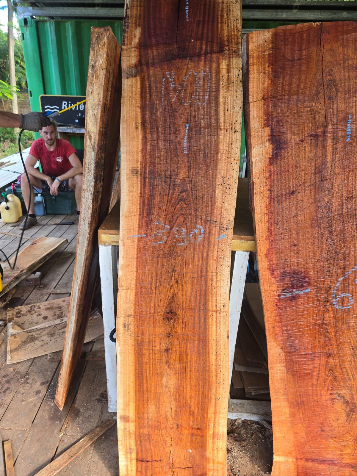 Courbaril- Guadeloupe Courbaril- Guadeloupe