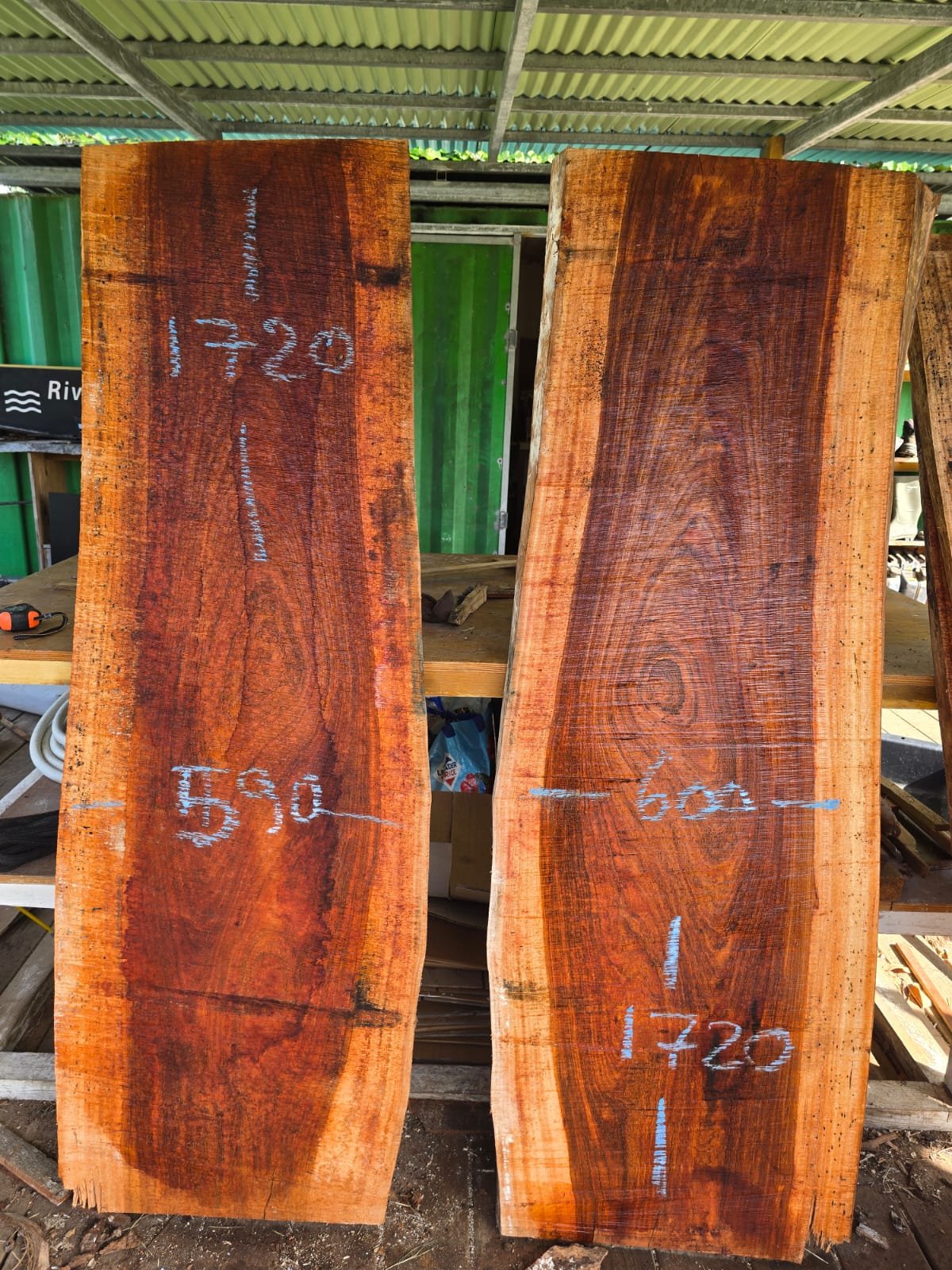 Courbaril- Guadeloupe Courbaril- Guadeloupe