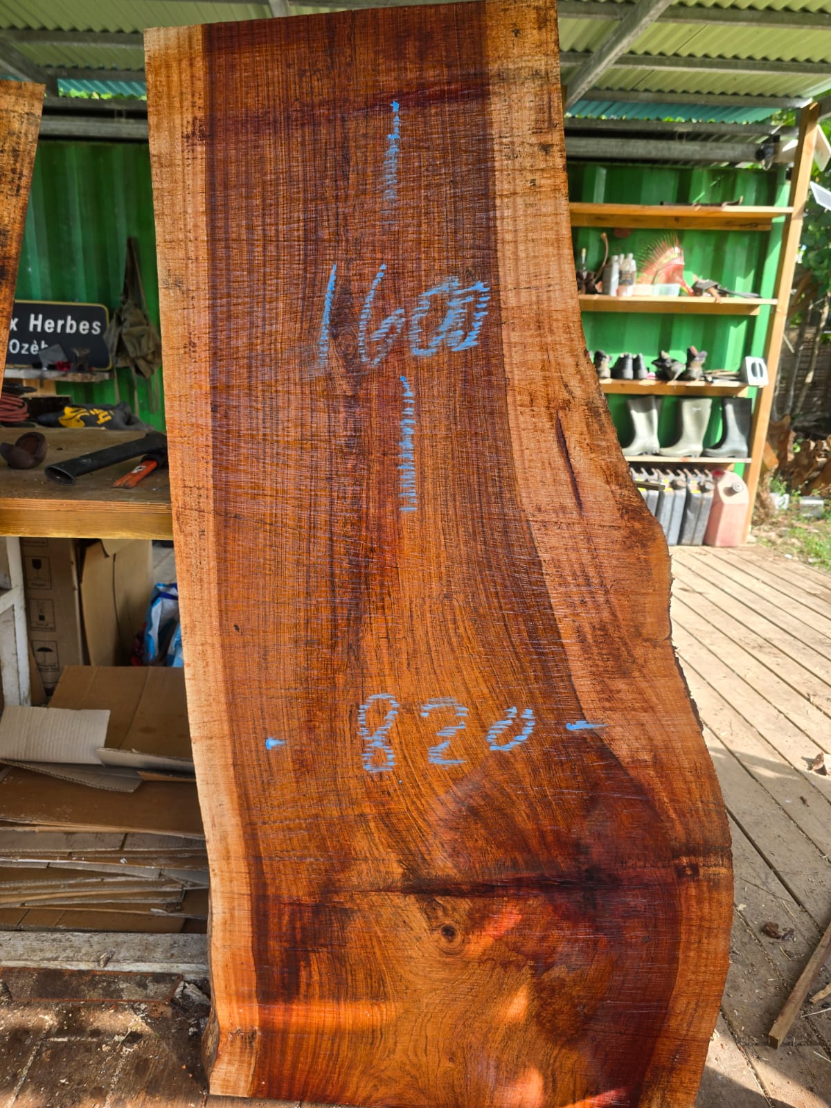 Courbaril- Guadeloupe Courbaril- Guadeloupe