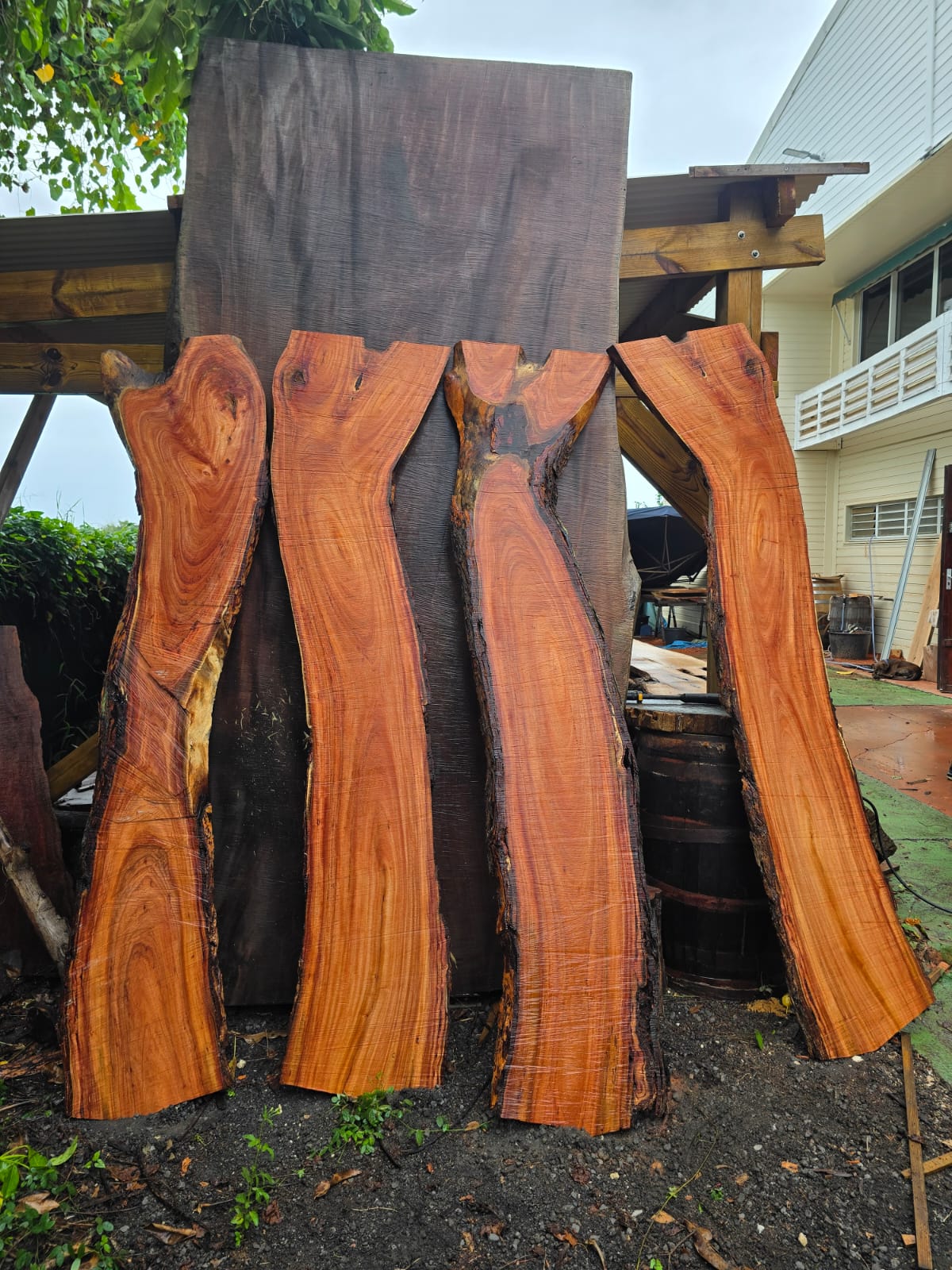 Neem, Guadeloupe Neem, Guadeloupe